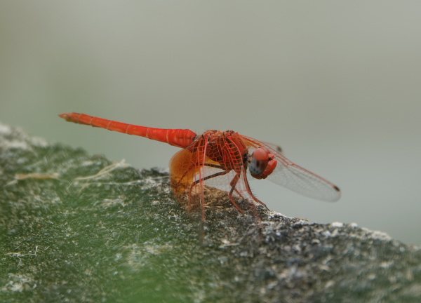 Trithemis kirbyi